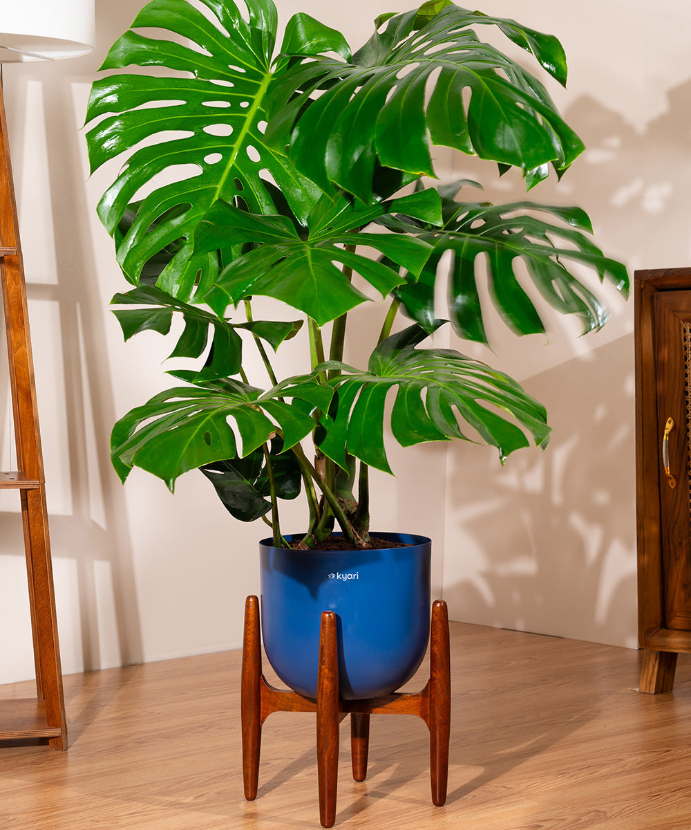 Buy Monstera Deliciosa With Extra Large Metal Self Watering Pot In buy-monstera-deliciosa-with-extra-large-metal-self-watering-pot-in