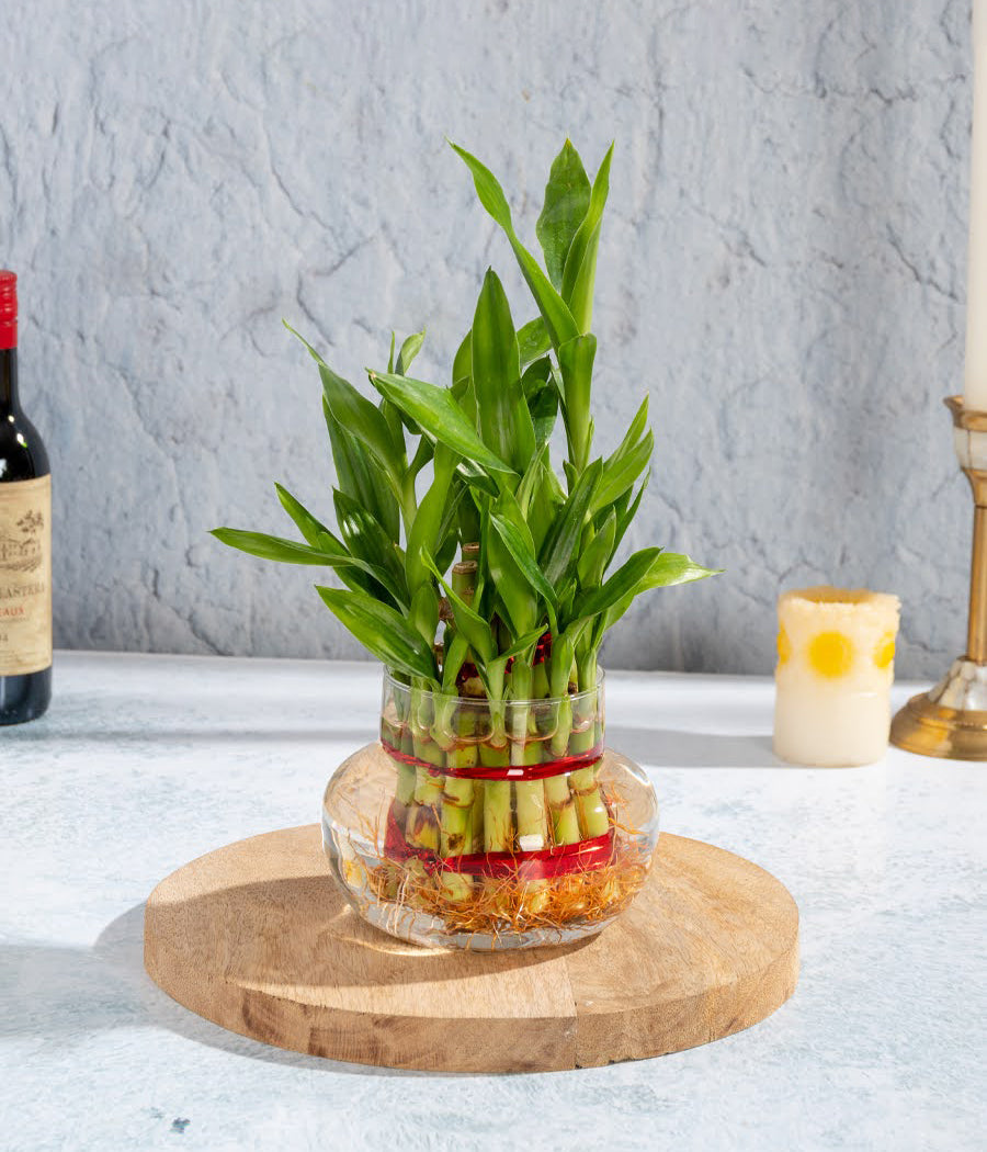 lucky bamboo price in india Buy 2 Layer Lucky Bamboo Plant in India at Best Price