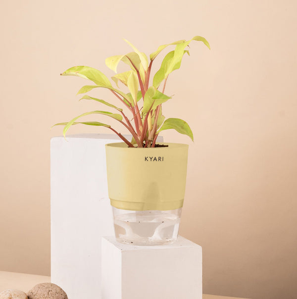 Variant image