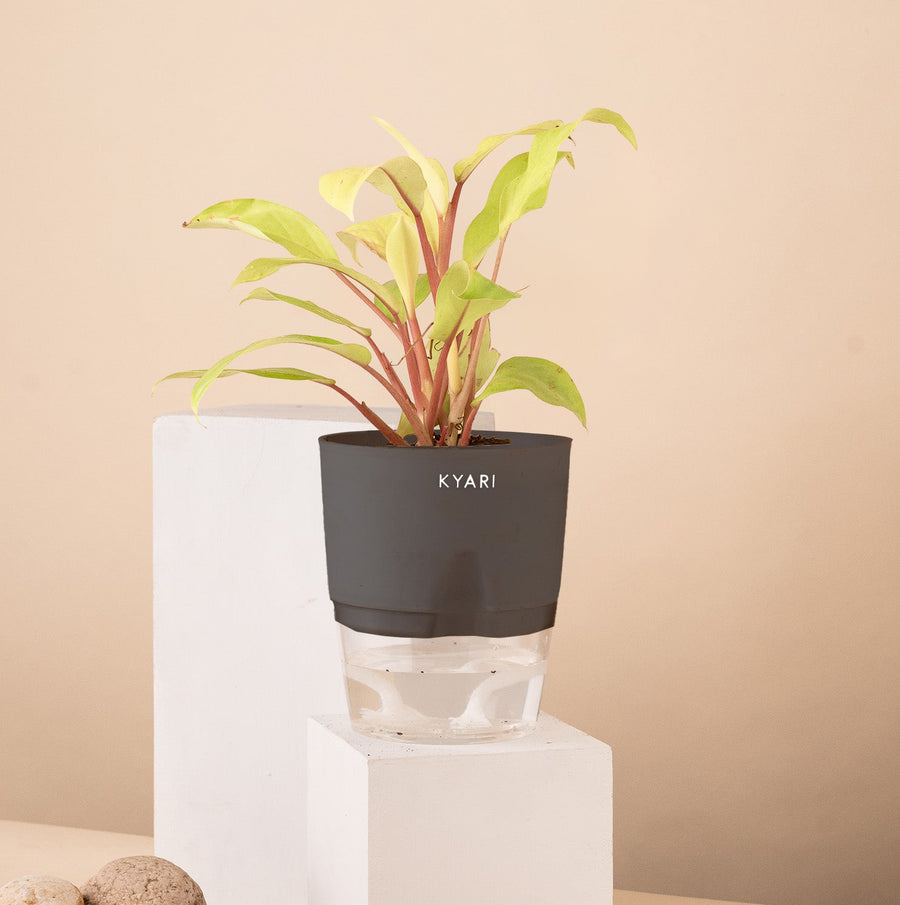 Variant image