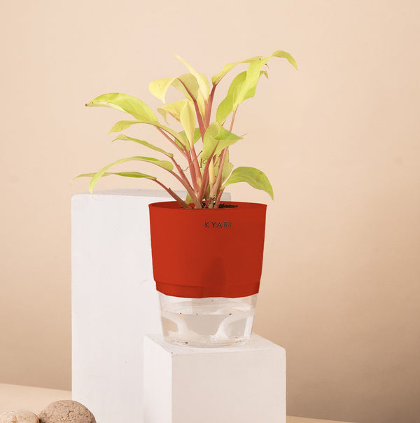 Variant image