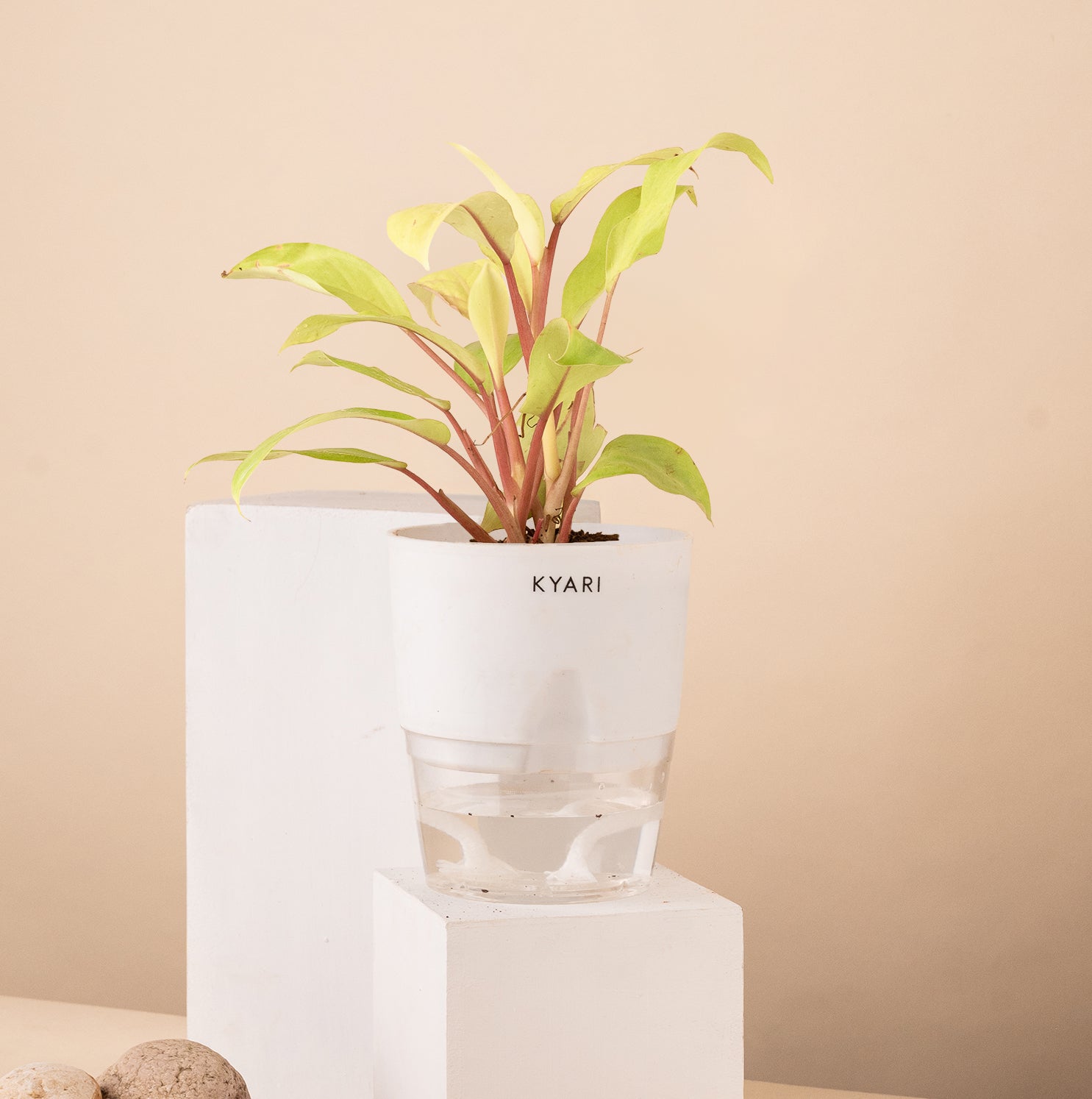 Variant image