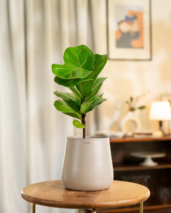 Variant image