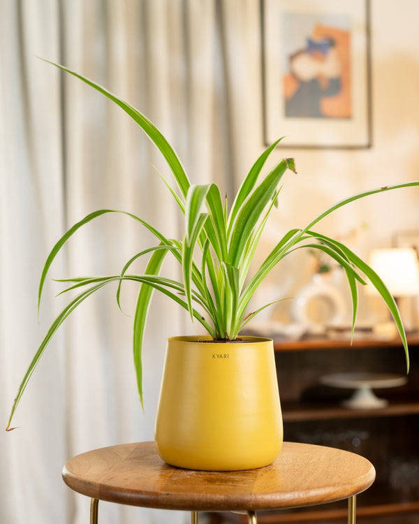 Variant image