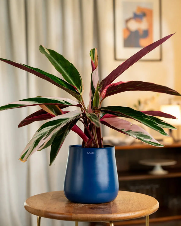 Variant image