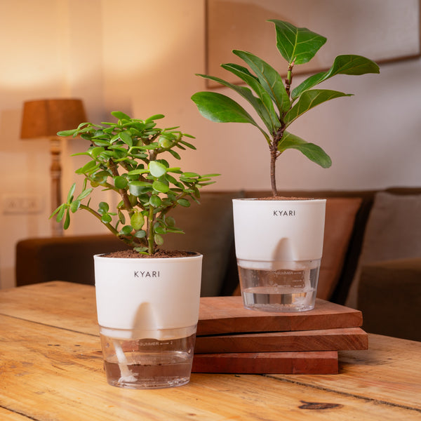 Variant image