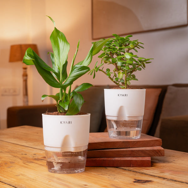 Variant image