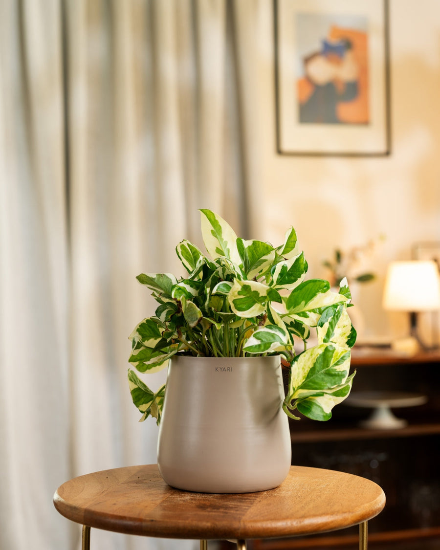 Variant image
