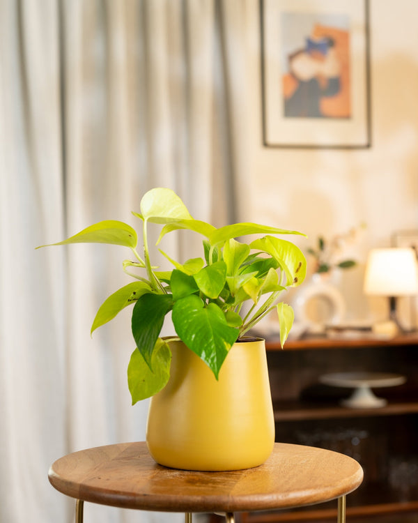 Variant image