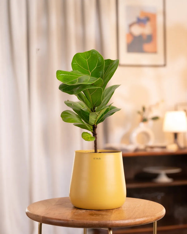 Variant image