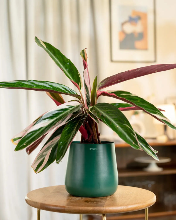 Variant image