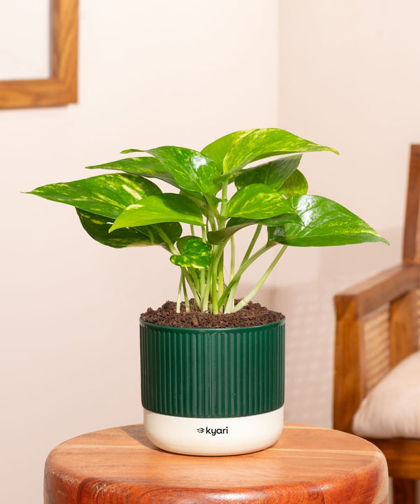 Variant image
