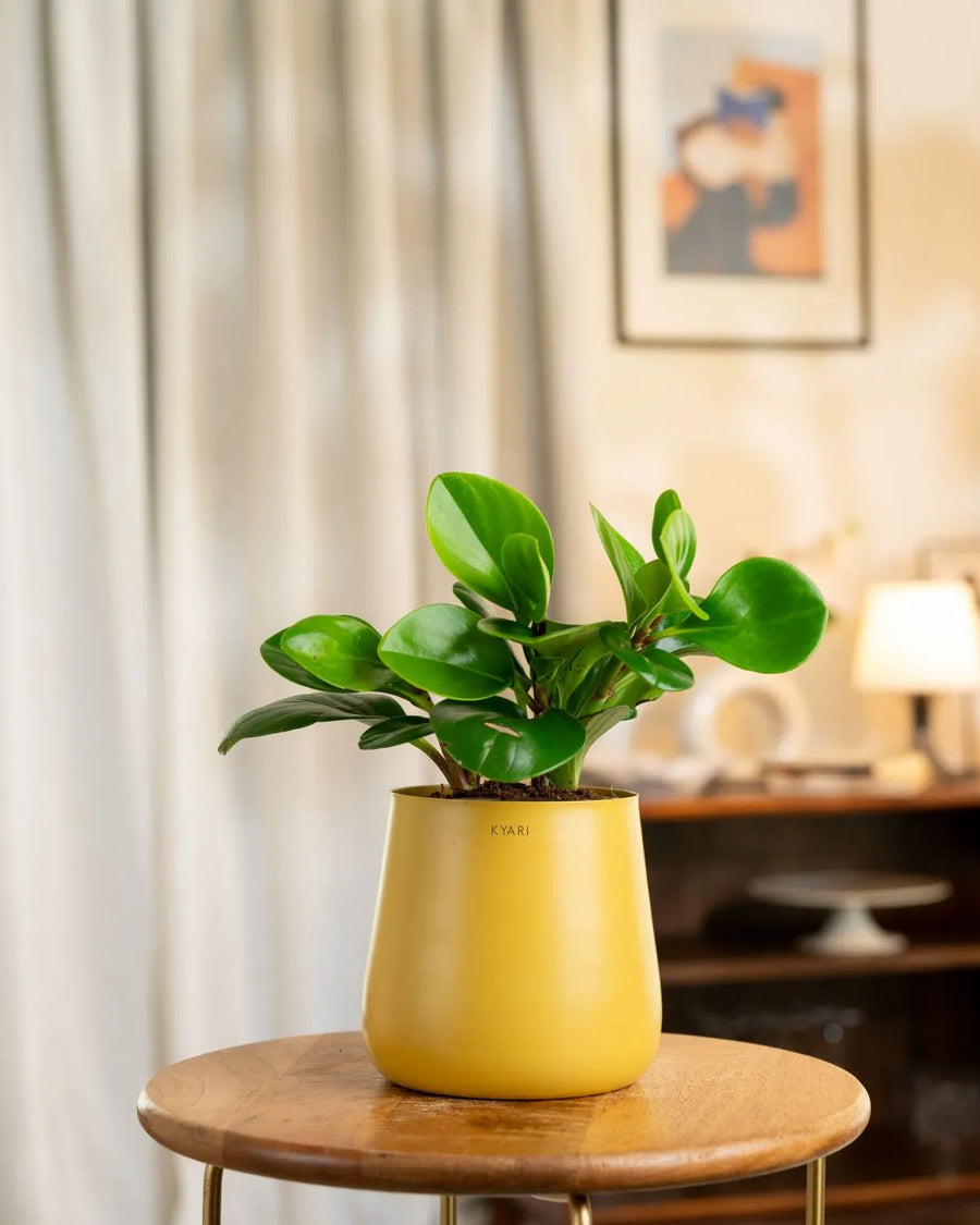 Variant image