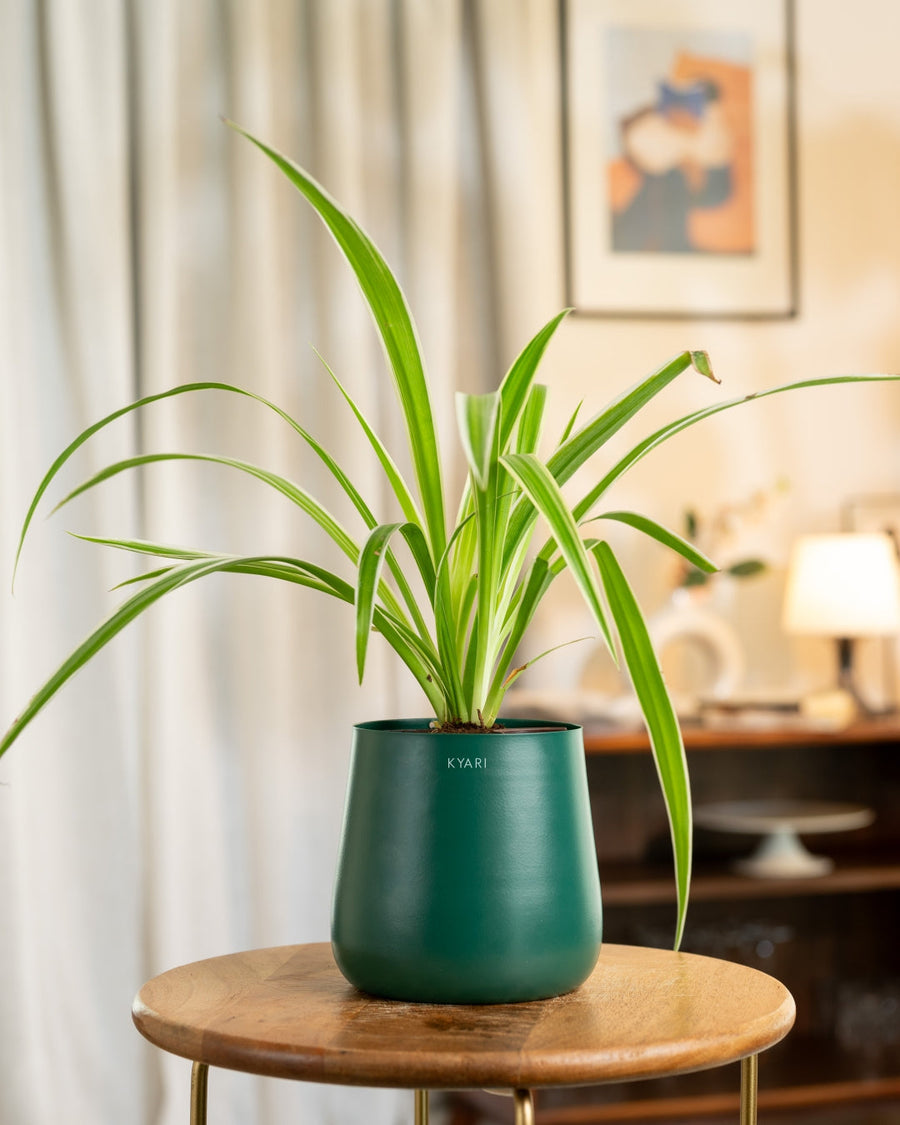 Variant image