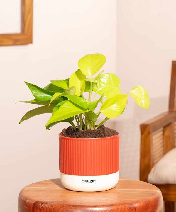 Variant image