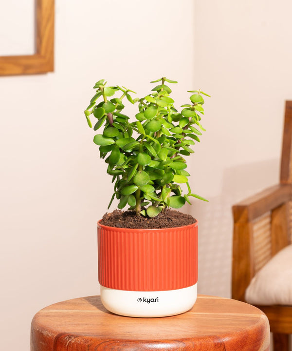 Variant image
