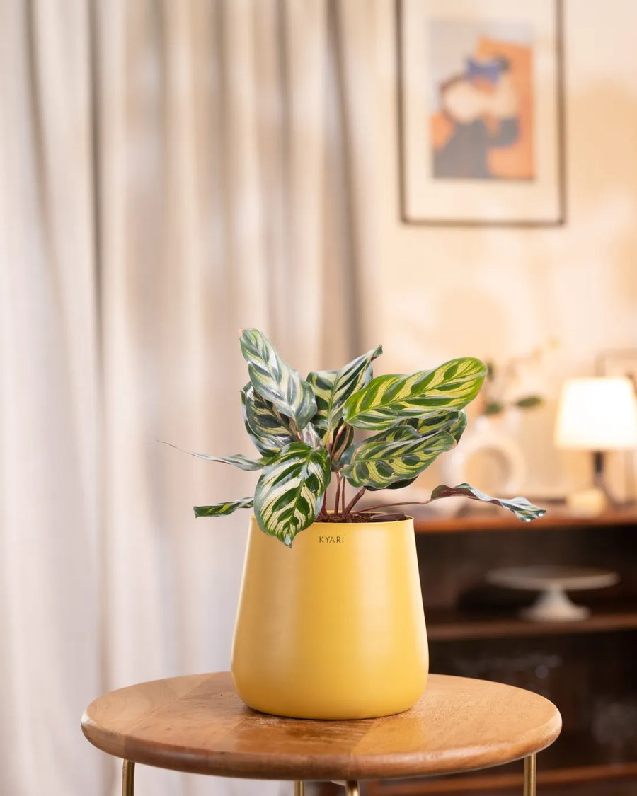 Variant image