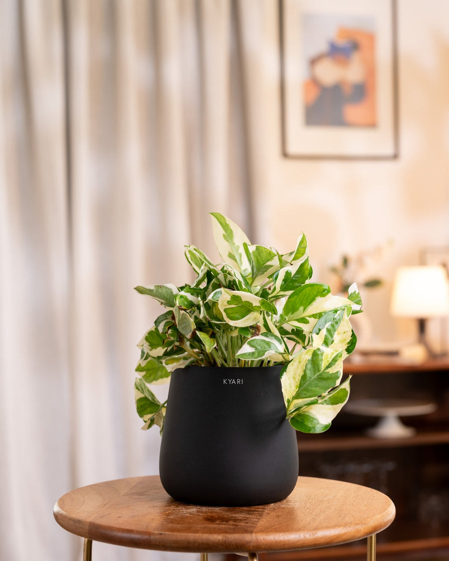 Variant image
