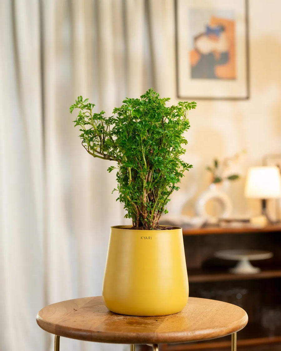 Variant image