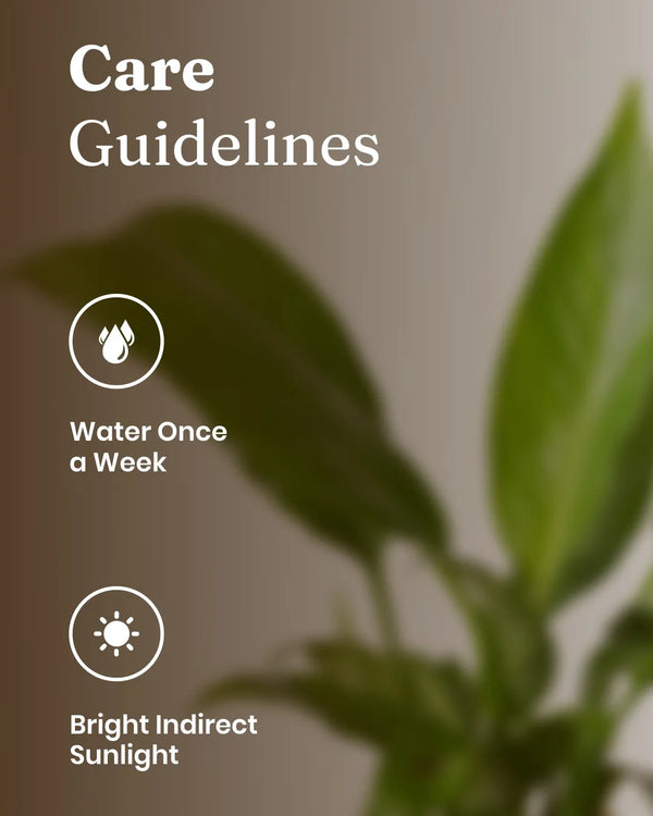 46