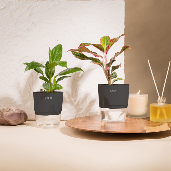 Variant image