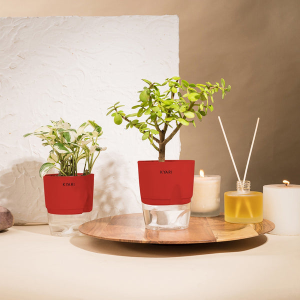 Variant image