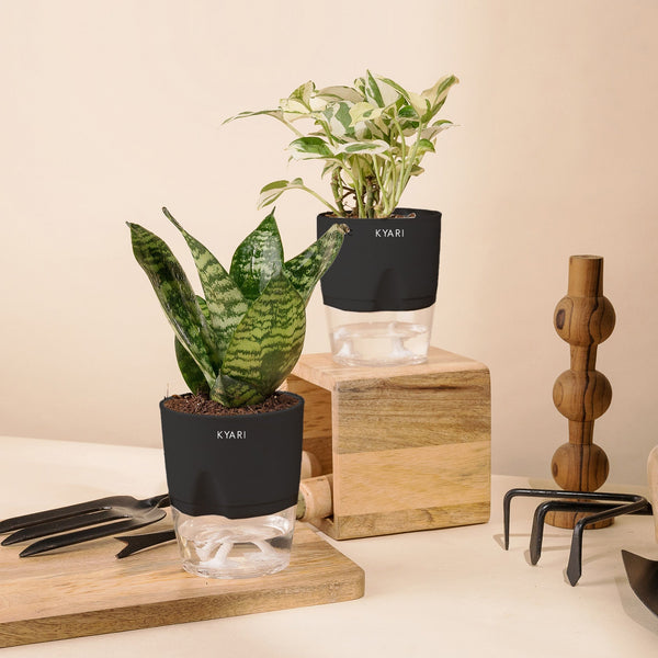 Variant image