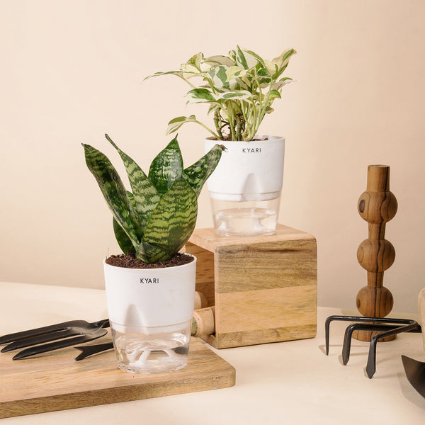 Variant image