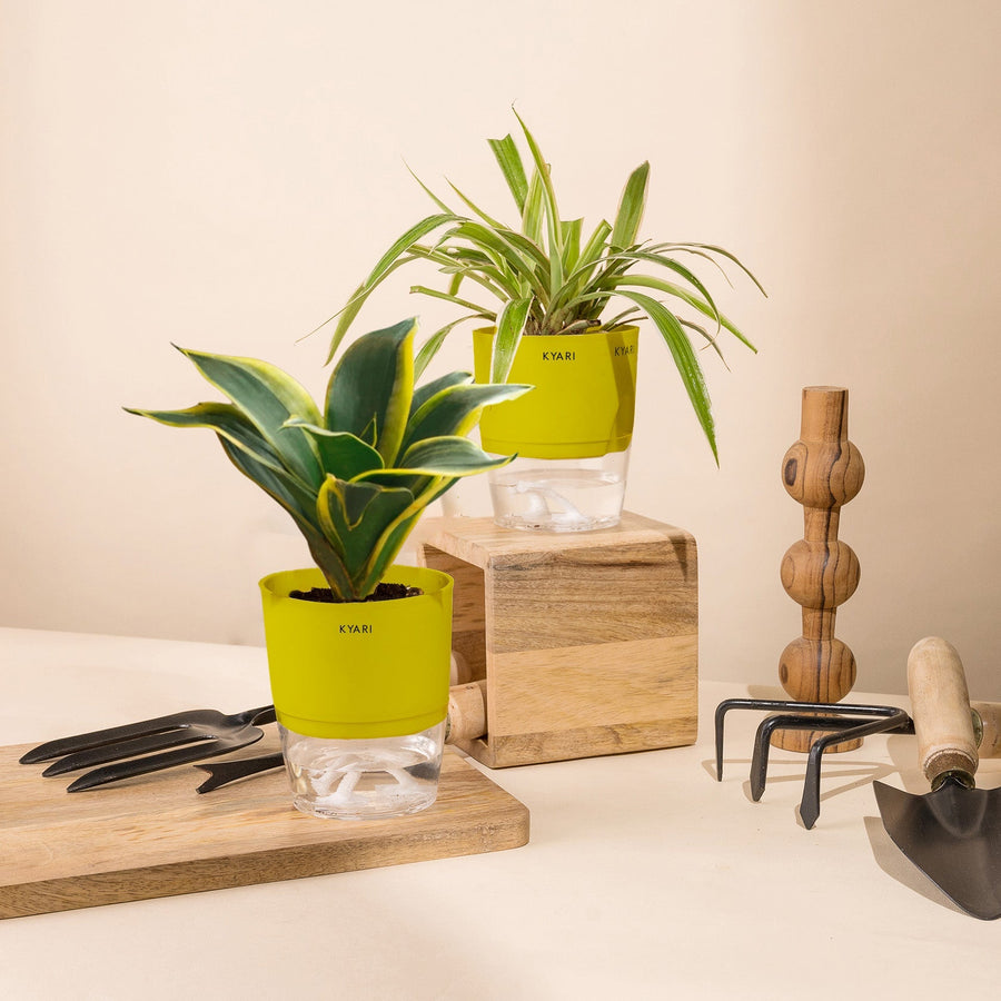 Variant image