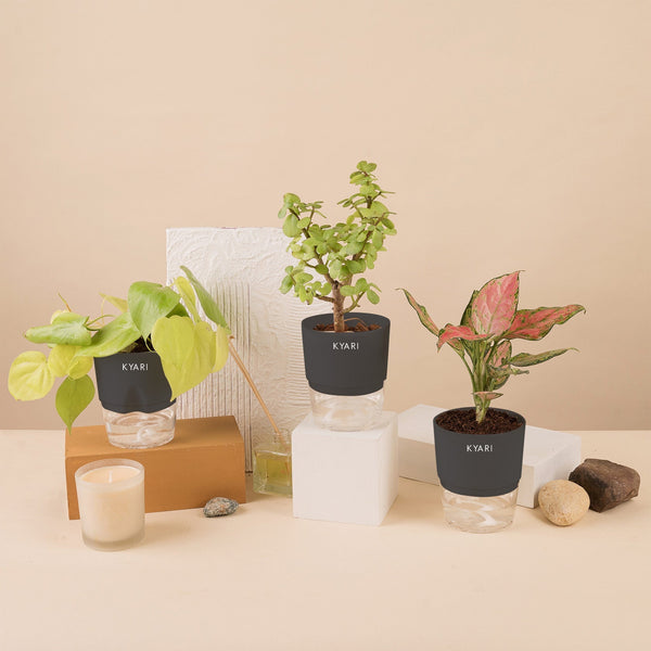 Variant image