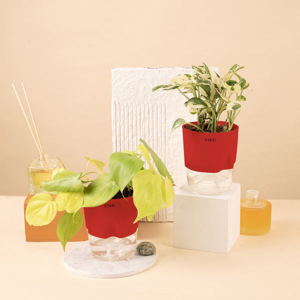 Variant image