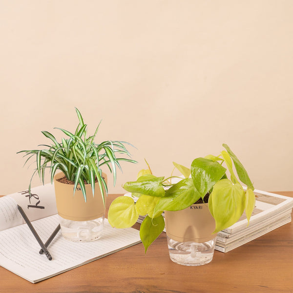 Variant image