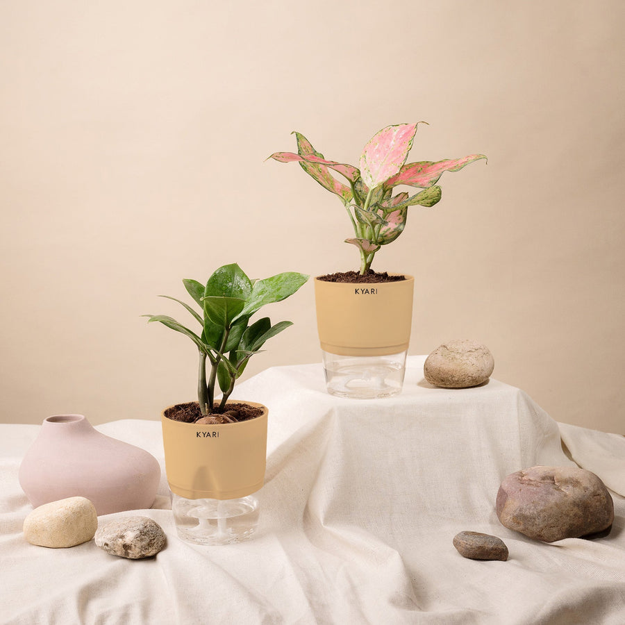 Variant image