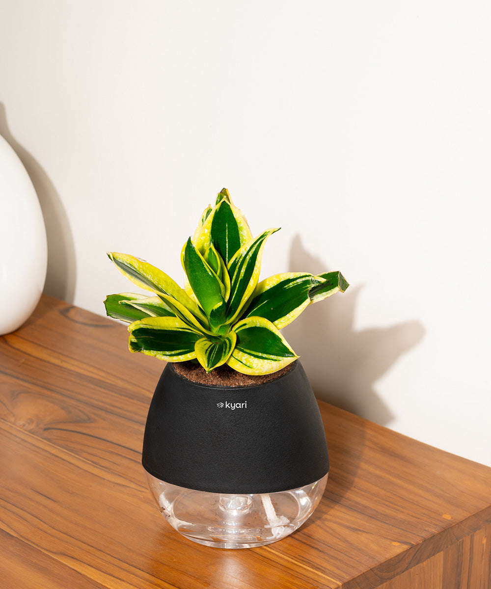 Variant image