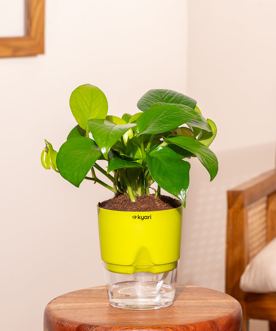 Variant image