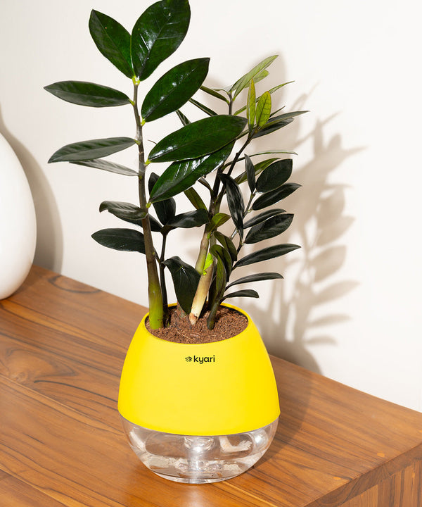 Variant image