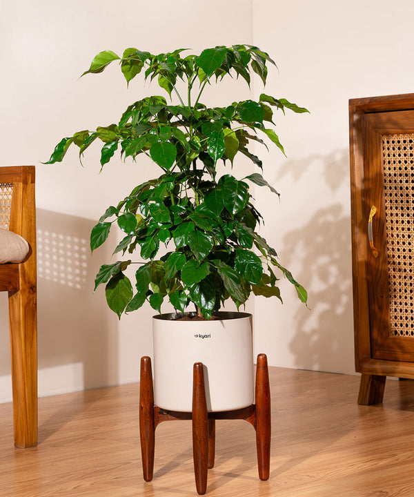 Variant image