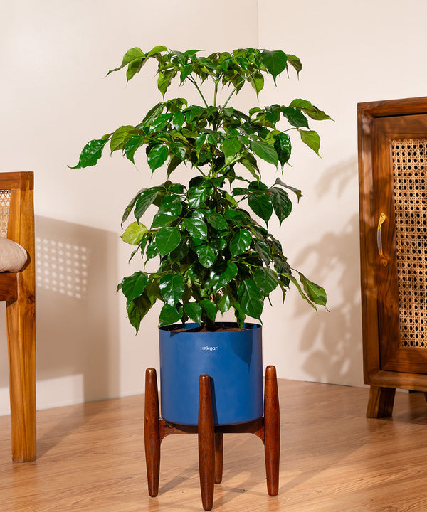 Variant image