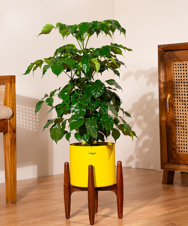 Variant image