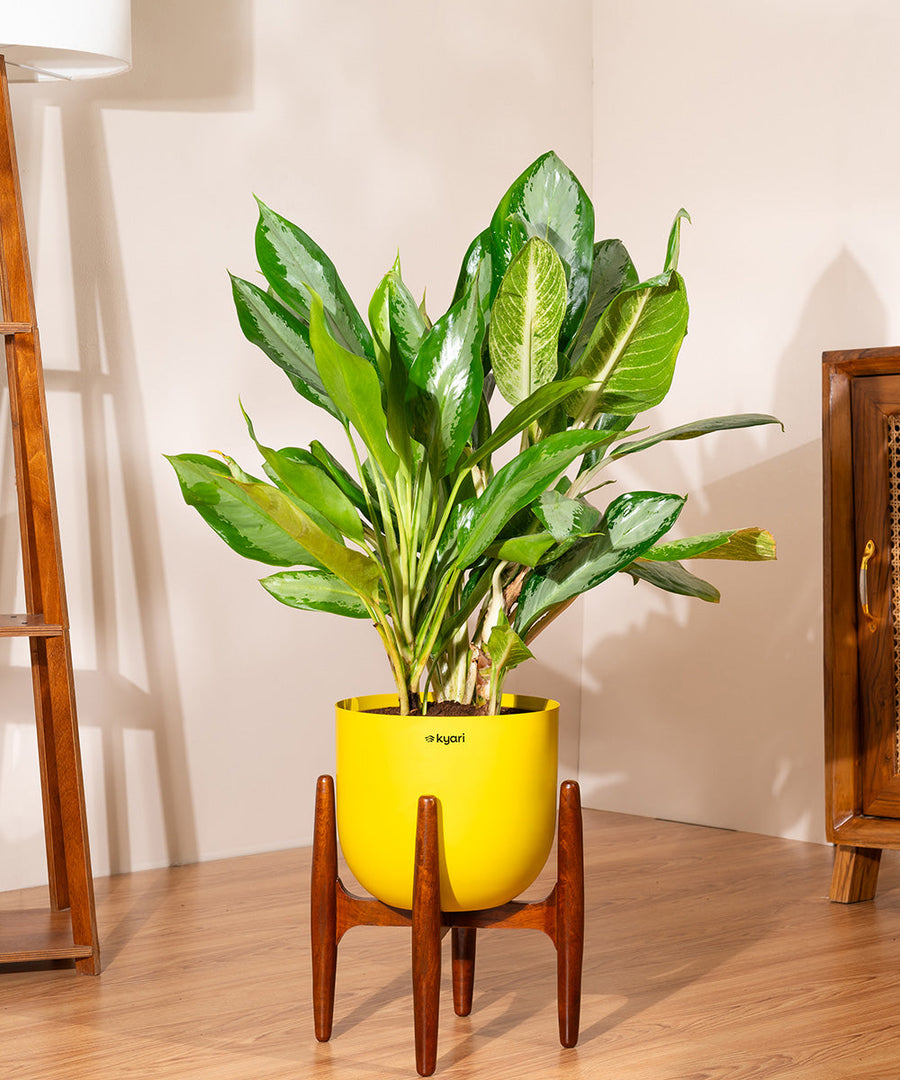 Variant image