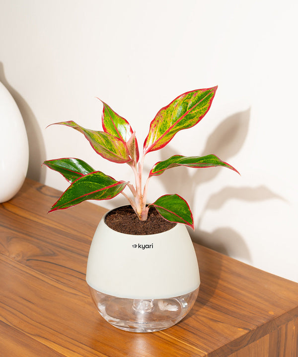 Variant image