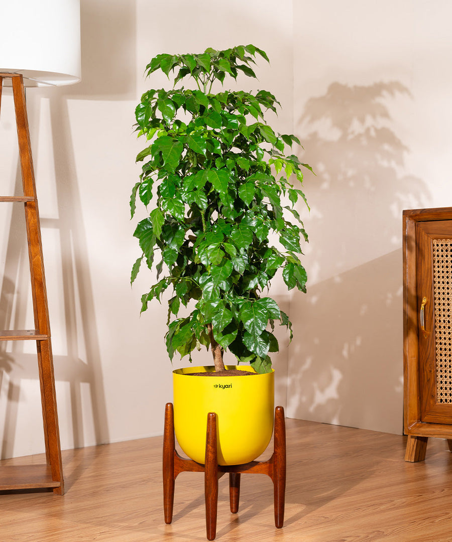 Variant image