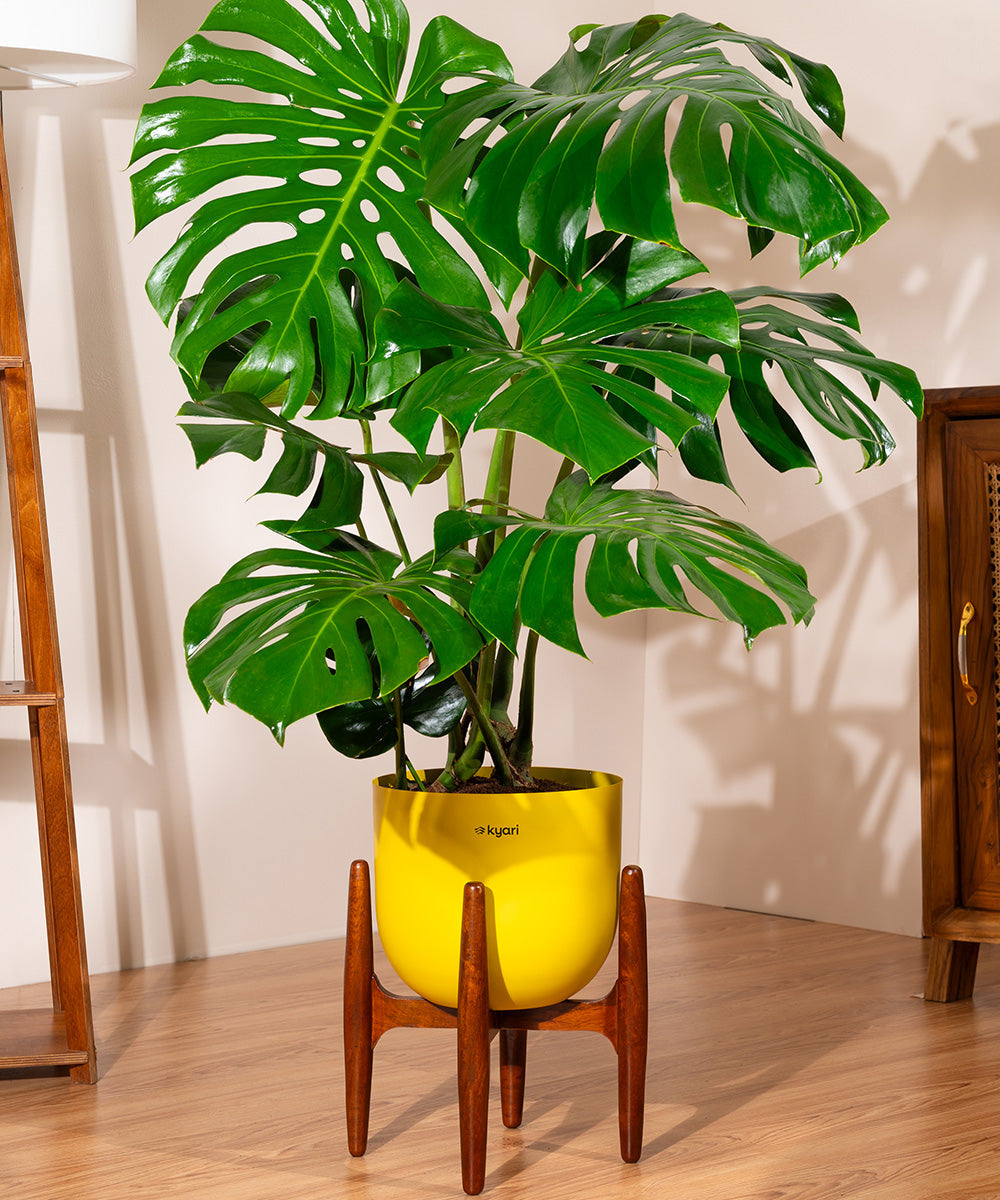 Variant image
