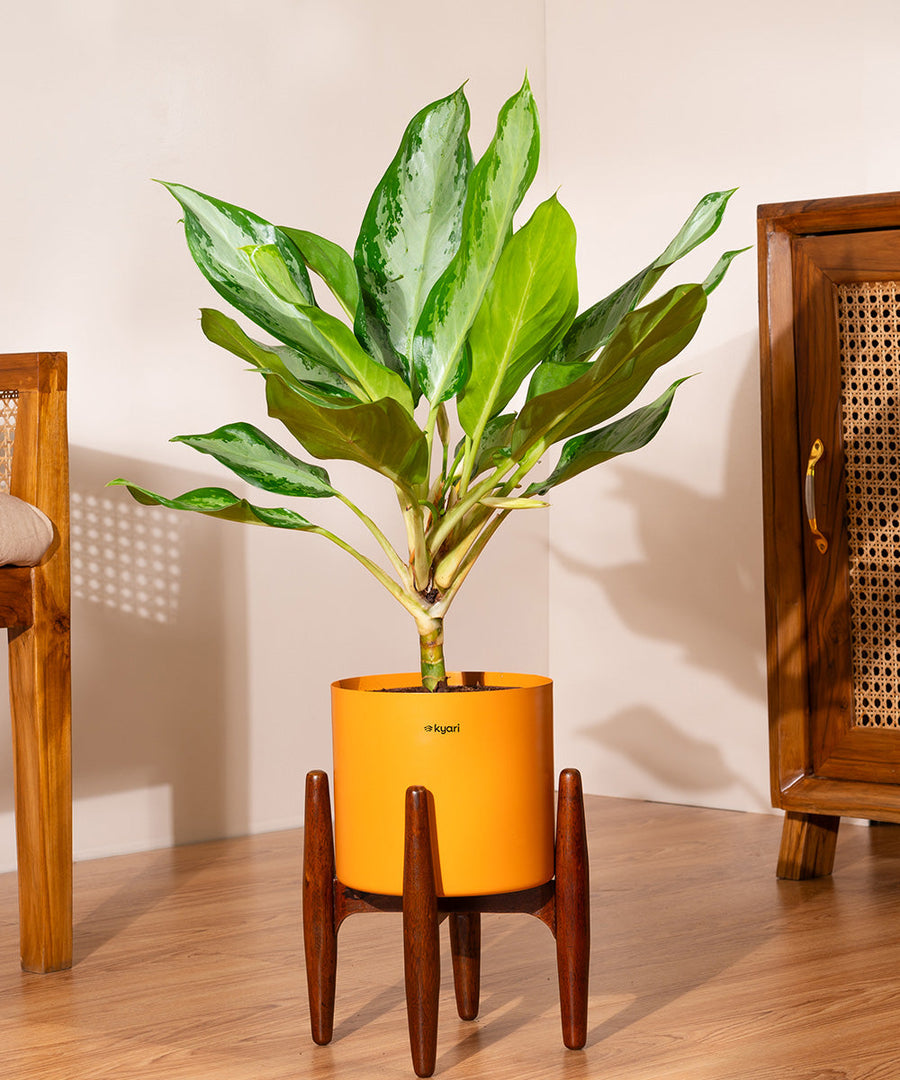 Variant image