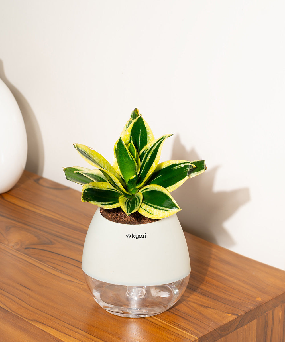 Variant image