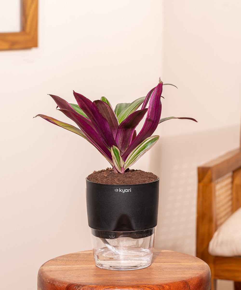 Variant image