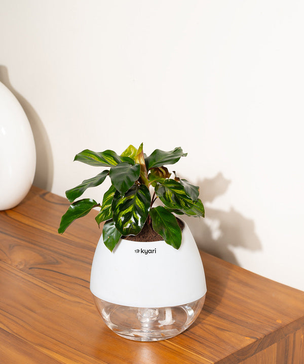 Variant image