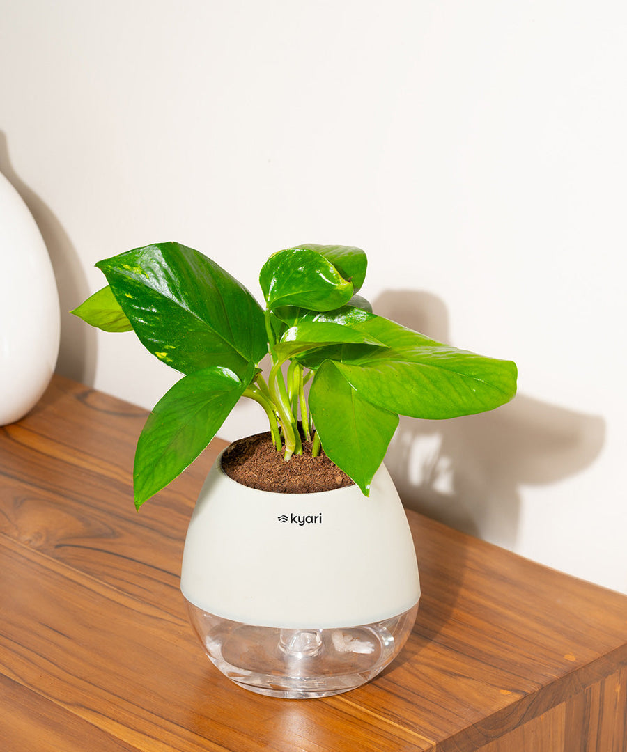 Variant image