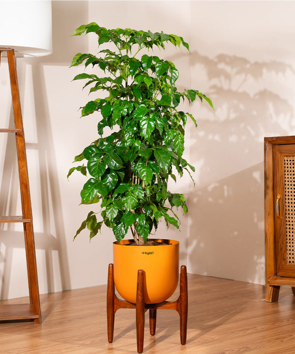 Variant image
