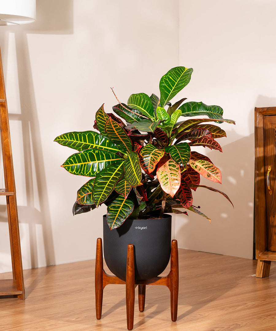 Variant image